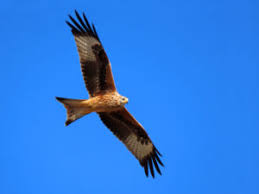 Camara CANON SX70 HS Super Zoom